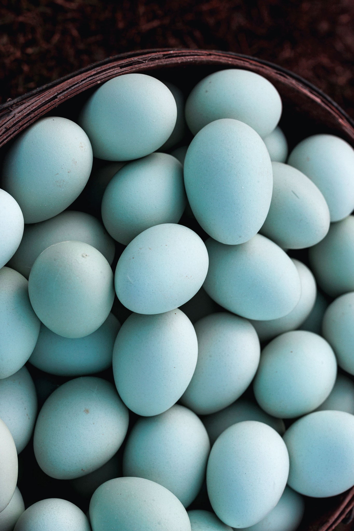 Carnivore A La Carte