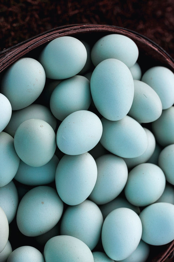 Hard Boiled Organic Heirloom Blue Pasture Raised Eggs - Half Dozen